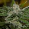 семена конопли f1 в оригинальной упаковке Chemdawg feminised Humboldt Seeds