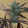 семена конопли феминизированные Chemdawg feminised Humboldt Seeds