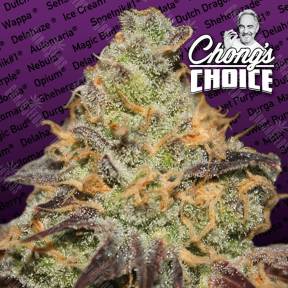 Blue Kush Berry feminised Paradise Seeds