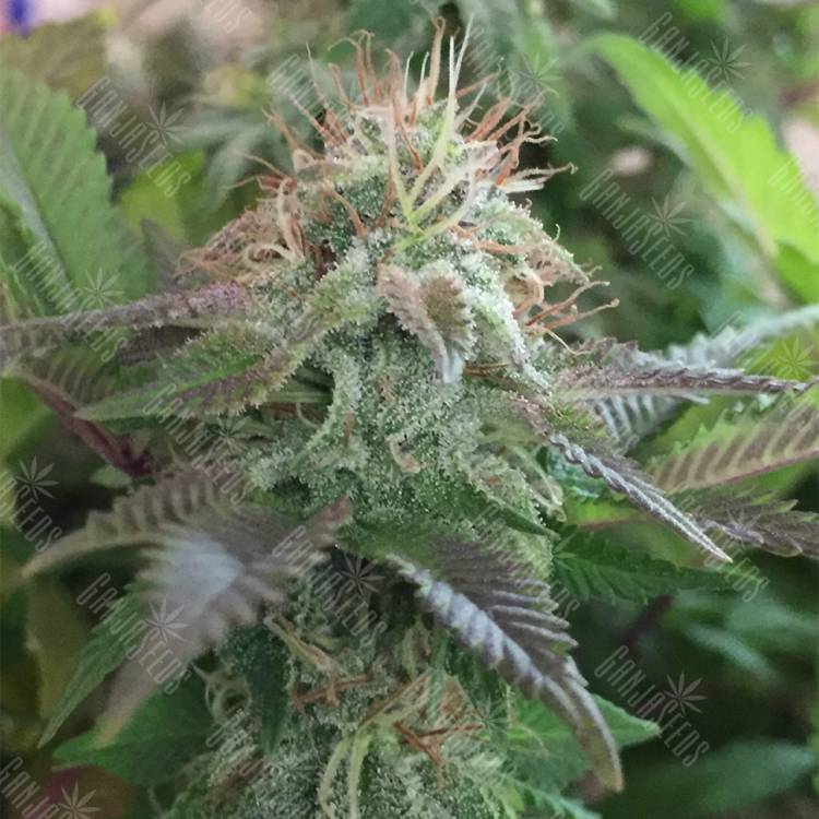 семена конопли с доставкой Blue Pyramid feminised Pyramid Seeds семена конопли с доставкой Blue Pyramid feminised Pyramid Seeds