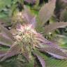 семена индийской конопли Blue Pyramid feminised Pyramid Seeds семена индийской конопли Blue Pyramid feminised Pyramid Seeds