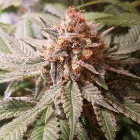 Haze Berry feminised Royal Queen