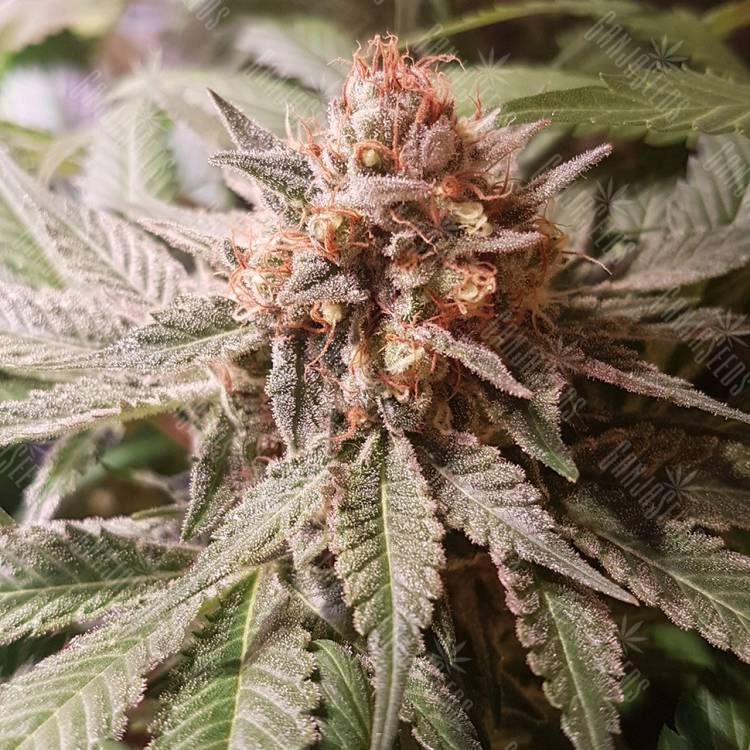 семена конопли для посадки купить Haze Berry feminised Royal Queen