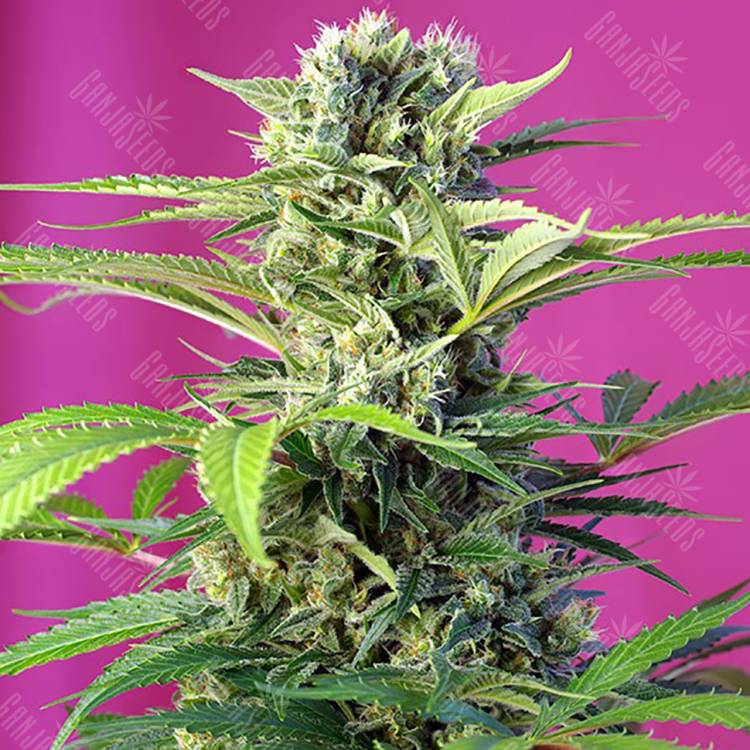 мощные семена конопли Chem Beyond Diesel C.B.D. feminised Sweet Seeds