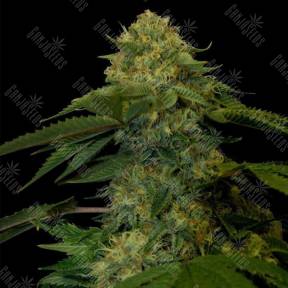 Holy Grail feminised Ganja Seeds