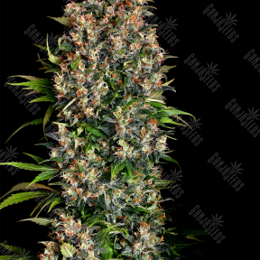 Big Dutch Bud feminised Ganja Seeds