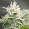 семена конопли феминизированные White Rhino feminised Green House Seeds семена конопли феминизированные White Rhino feminised Green House Seeds