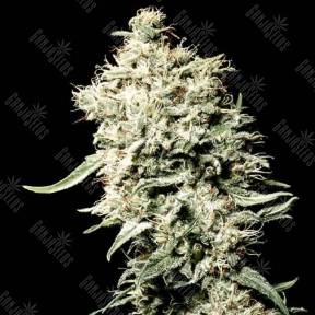 White Rhino feminised Green House Seeds