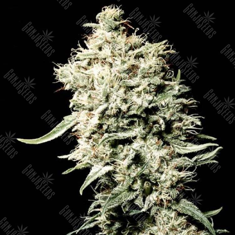семена конопли интернет магазин White Rhino feminised Green House Seeds семена конопли интернет магазин White Rhino feminised Green House Seeds