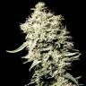 семена конопли интернет магазин White Rhino feminised Green House Seeds семена конопли интернет магазин White Rhino feminised Green House Seeds