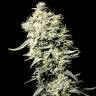 качественные семена конопли White Rhino feminised Green House Seeds качественные семена конопли White Rhino feminised Green House Seeds