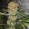 семена конопли марихуаны Critical Kush regular Ganja Seeds
