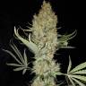 семена конопли в интернете Critical Kush regular Ganja Seeds