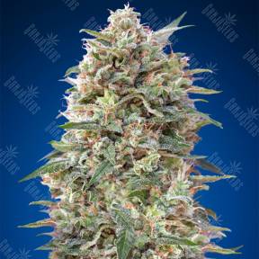 California Kush feminised 00 Seeds