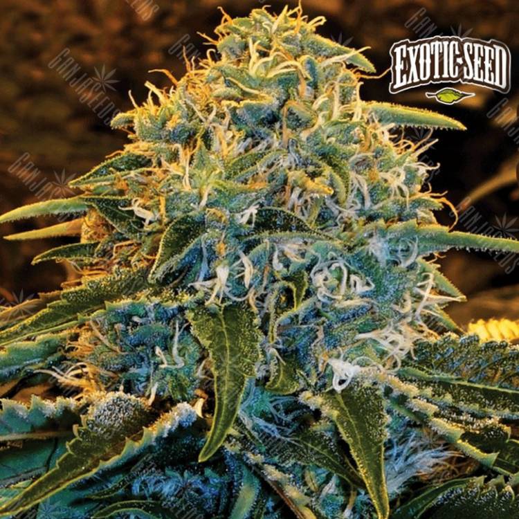 семена конопли марихуаны Z&Z feminised Exotic Seed