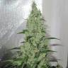 семена конопли Y Griega feminised Medical Seeds