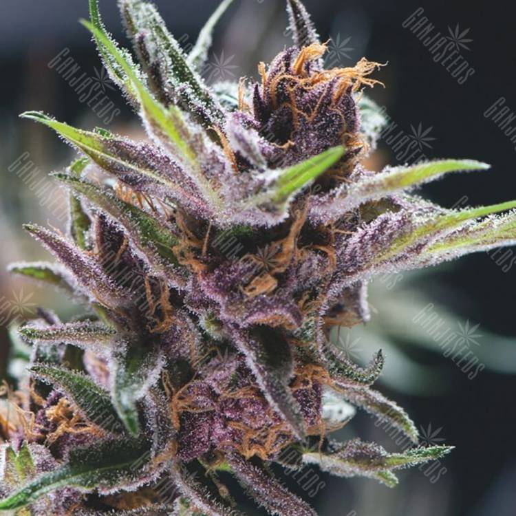 семена конопли f1 в оригинальной упаковке Black Cherry Punch feminised Pyramid Seeds