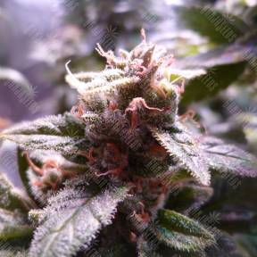 Hulkberry feminised Royal Queen