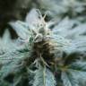 семена конопли марихуаны Hulkberry feminised Royal Queen