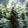 семена конопли элитных сортов Hulkberry feminised Royal Queen