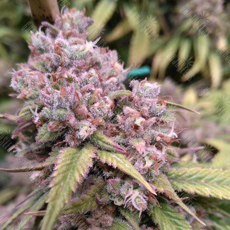 семена конопли f1 в оригинальной упаковке Cream 47 feminised Sweet Seeds