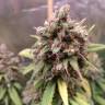 качественные семена конопли Cream 47 feminised Sweet Seeds
