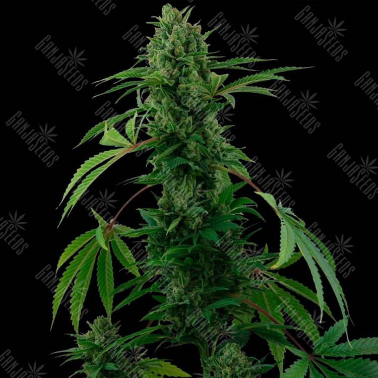 Семена конопли Auto Pineapple Express feminised Ganja Seeds