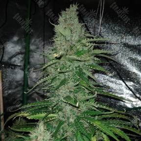 Auto Kush feminised GanjaLiveSeeds