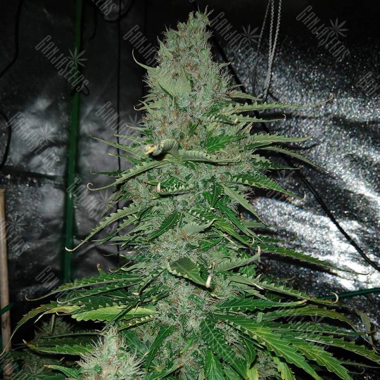 Семена марихуаны Auto Kush feminised GanjaLiveSeeds