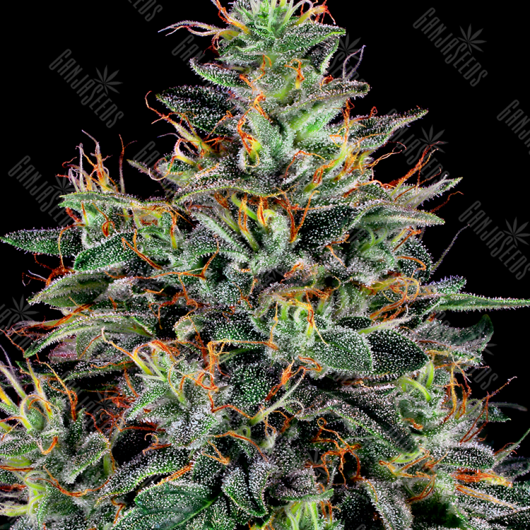 Семена Master Kush feminised Ganja Seeds