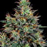 Семена Master Kush feminised Ganja Seeds