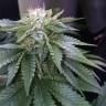 Качественные семена Master Kush feminised Ganja Seeds