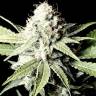 урожайные семена конопли Great White Shark feminised Green House Seeds урожайные семена конопли Great White Shark feminised Green House Seeds