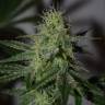 Amnesia Haze feminised Breeders Community Seeds
