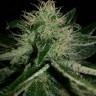 Amnesia Haze feminised Breeders Community Seeds