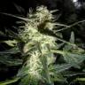Amnesia Haze feminised Breeders Community Seeds