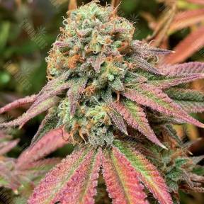 Auto Northern Blue regular Ganja Seeds