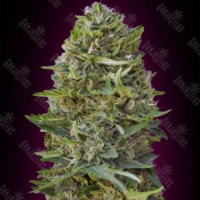 Caramel Kush feminised 00 Seeds