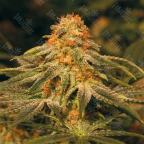 Vanilla Kush feminised Barneys Farm