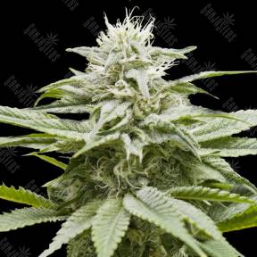 IsLAnd feminised DNA Genetics