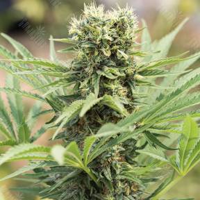 Dedoverde Haze feminised Humboldt Seeds
