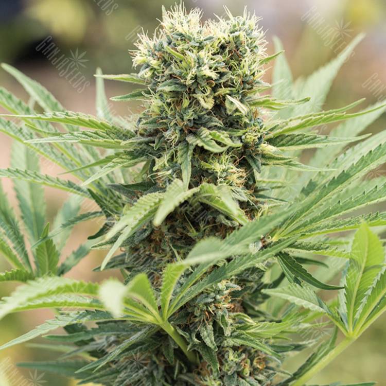 семена конопли Россия Dedoverde Haze feminised Humboldt Seeds семена конопли Россия Dedoverde Haze feminised Humboldt Seeds