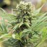 семена конопли Россия Dedoverde Haze feminised Humboldt Seeds семена конопли Россия Dedoverde Haze feminised Humboldt Seeds