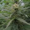 семена конопли Dedoverde Haze feminised Humboldt Seeds семена конопли Dedoverde Haze feminised Humboldt Seeds