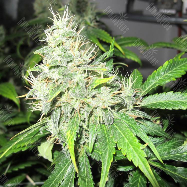 семена конопли почтой 1024 feminised Medical Seeds