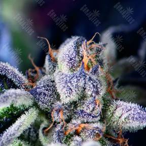 Cookies USA feminised Pyramid Seeds