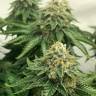 семена индийской конопли ICE feminised Royal Queen семена индийской конопли ICE feminised Royal Queen
