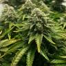 мощные семена конопли ICE feminised Royal Queen мощные семена конопли ICE feminised Royal Queen