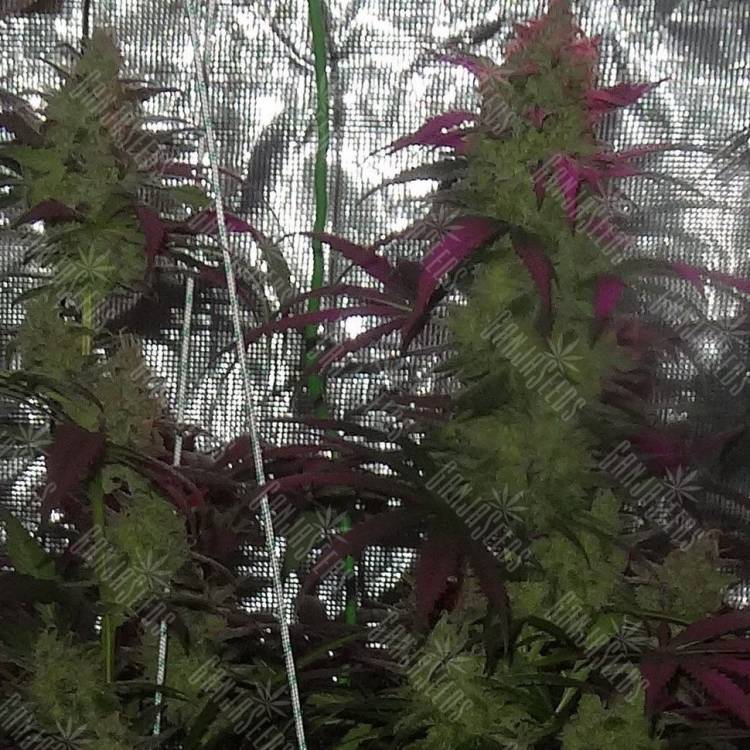 заказать семена конопли Auto S.A.D. (Sweet Afgani Delicious) feminised заказать семена конопли Auto S.A.D. (Sweet Afgani Delicious) feminised