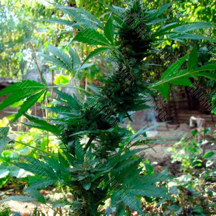 заказ семян конопли Киев Auto AK 47 feminised Ganja Live Seeds заказ семян конопли Киев Auto AK 47 feminised Ganja Live Seeds